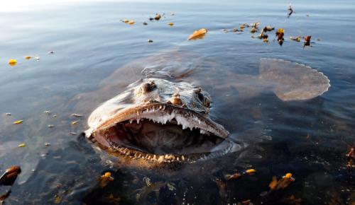 truecrimecreep:The Monkfish, part of the anglerfish species, can grow up to 5 ft and can live in e