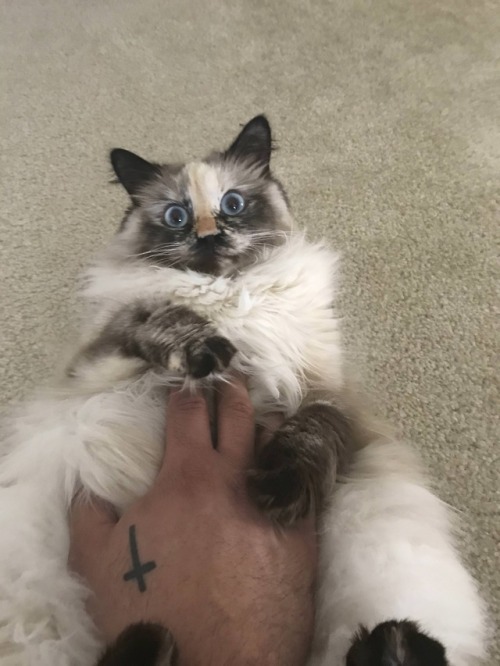 kitty & cat posts / memes