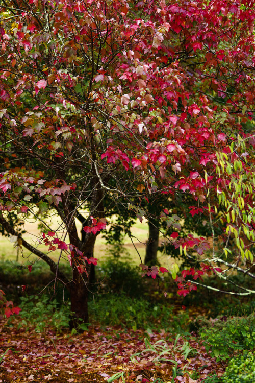 Autumn in Macedon