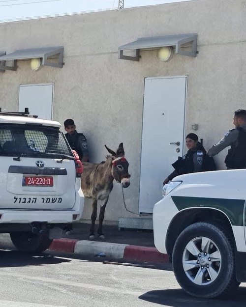 Even donkey they stole it .. #palestine #freepalestine #fyp #fypシ #fypagehttps://www.instagram.com