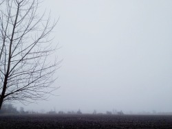 Floreic:  ☹⋆Foggy Bloggy⋆☹