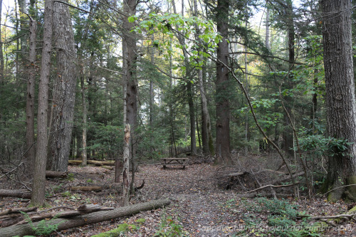 appalachianphotojournal:Stop #4 on my Thursday road trip: Cathedral State Park, just outside of Auro