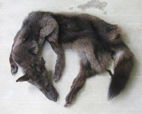 furrywolfcyrus:  thegalaxyfoxx:  lonewolf-den:  blackbackedjackal:  All the coyotes are up now :)! You can see them all on the site.  ooooo i want me some tails!  Omg no!!!!! They were killed why would you buy them!!! D:  “No animals were killed for