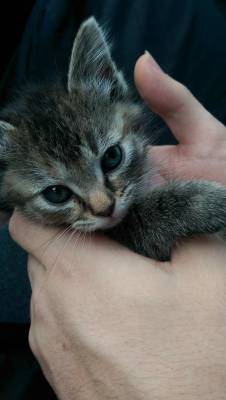 worldofthecutestcuties:  My fur baby. I rescued