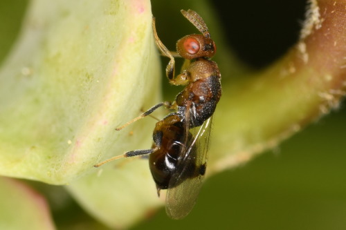 So Many Gall Parasitoids! They Were All Going To Town On Those Amphibolips Galls, Occasionally Pushing