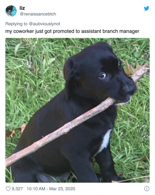 justdailystories: Hilarious Twitter Thread Where People Pretend Their Pets Are Workers