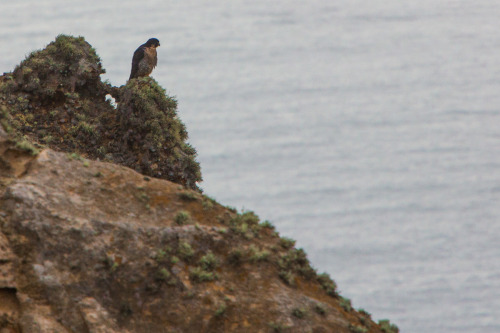 Creatures of Point Reyes Point Reyes is a beautiful place to visit. We camped out in Mount Tamalpais