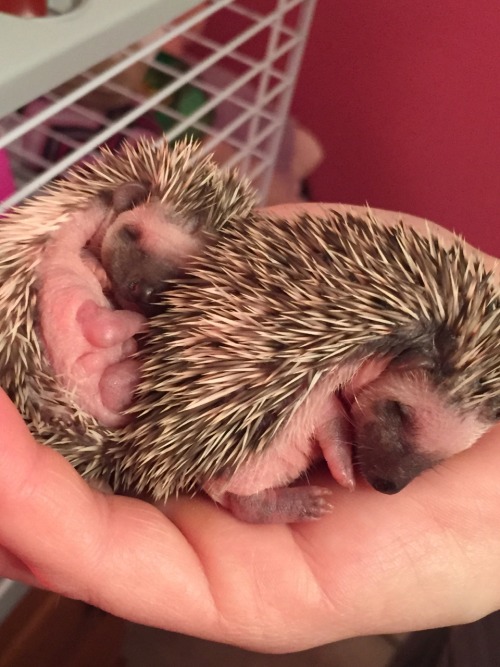 e-vay:  amelialeeannrose:My hedgehogs ❤️ (Amy (the mother) Sonic (the father who isn’t in these pictures) Shadow, Silver, Aurora, and Blaze)BAAAAAAABIIIIIIIIIIIIEEEEEEEEEEEESSSSSSSSSSSS
