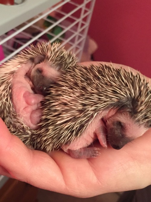 XXX e-vay:  amelialeeannrose:My hedgehogs ❤️ photo