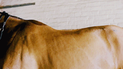 ottbs:“A horse is the projection of peoples’ dreams about themselves - strong, powerful, beautiful -