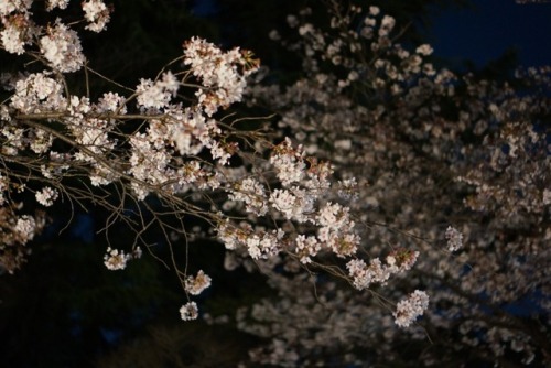 I took a picture of the cherry blossoms last weekend. Illuminated cherry blossoms at night are beaut