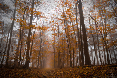 Porn photo megarah-moon:  “Misty Autumn” by  Roan