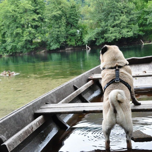 Do you like my new boat?! ⛵ #nutellothepug #pug #dog #summer #vacation #boat #unariver #nature