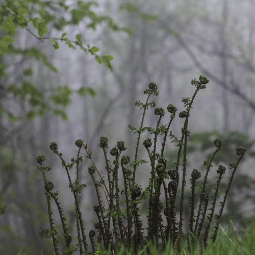 kenmarten:Native Bluebells in Welsh Woodland Part 2