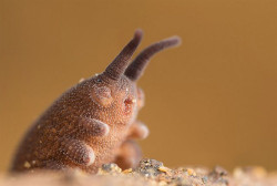 mindblowingscience:  oh-totoro:  Studio Ghibli Trivia 3In 2013 scientists in Vietnam named a newly discovered species of velvet worm the Eoperipatus totoro, on account of its resemblance to the multi-legged Catbus from My Neighbour Totoro.  Read more