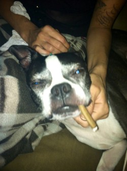 iamcoco:  My boston terrier Prince knows how to chill out.  