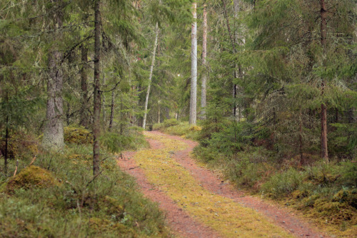 The old forest road.