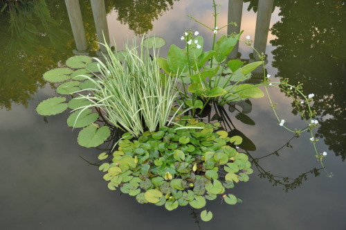 2016 Year in ReviewThis was an especially good year for aquatic plants in the amphitheater reflectin