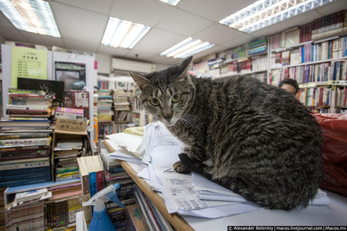 Cats and Books - Ms. Chan- Saving Stray Cats in Hong Kong. In the early 80’s, Hong Kong stray 