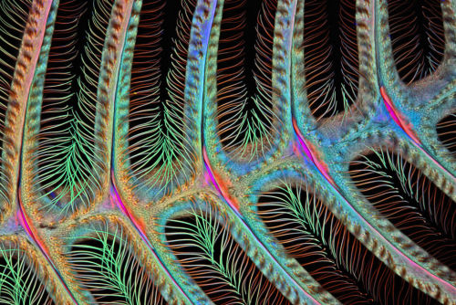 staceythinx:Some of the winners of the Nikon 2015 Photomicrography Competition. Click on images for 