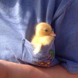 Is that a duck in your pocket or are you just happy to see me?