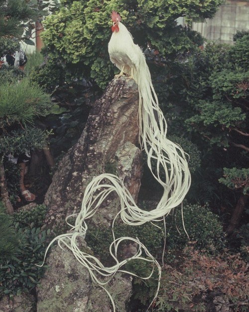 unsubconscious:‘Onagadori’ Japanese long tailed chicken