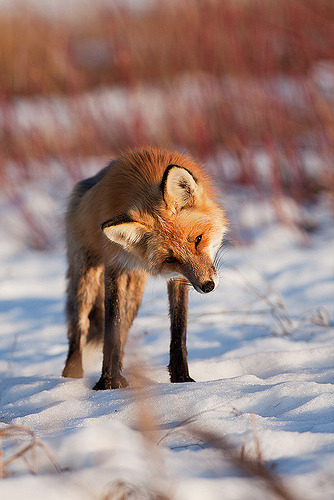 walkingfoxiest:            a post where I explain with images how foxes are the best