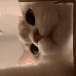 Cat Stimboard :3
