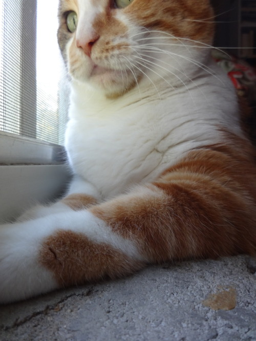 dixieandherbabies: Dixie and her babies. I’m doing a little bird watching on this beautiful Mo
