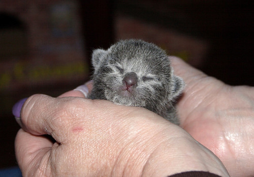 mikkeneko:  cheile:  kittehkats: Kittens Sleeping in Peoples Hands  Precious babies.  Fashionable Hand Accessories 