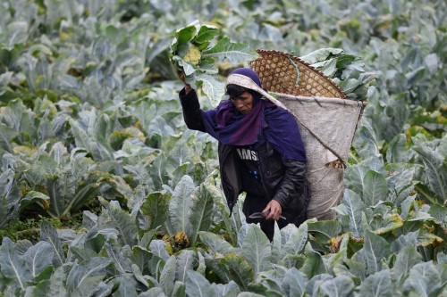 An ethnic Khasi farmer harvests cabbages in a field on the outskirts of Shillong, India on September