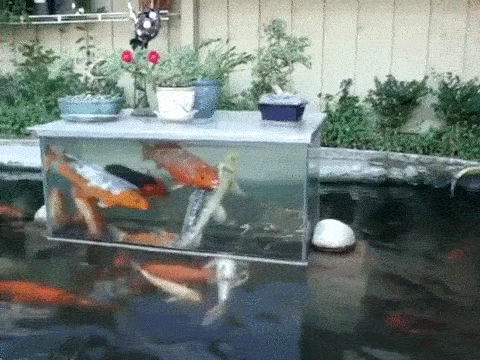 my-cat-said-no:fini-mun:awidevastdominion:a viewing tower for fish made with an old fish tank and a 