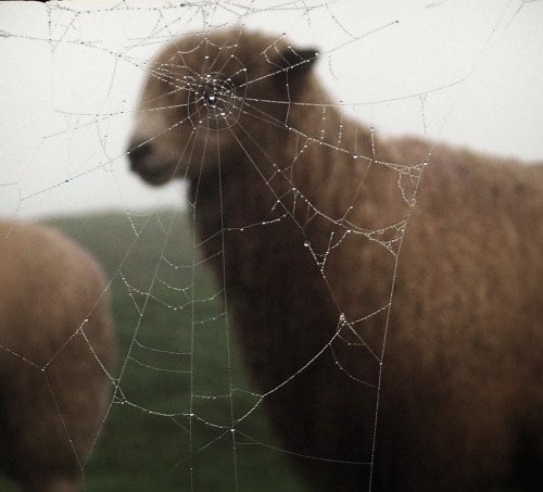 thisisnotstreet:Web of Wool …