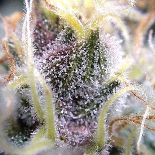 Trichomes