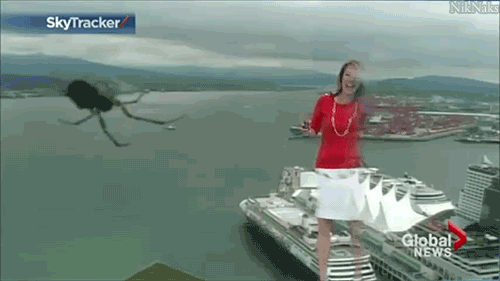 myparallelgalaxy:  niknak79:   Spider on camera  scares weather reporter [Video]   that would be me