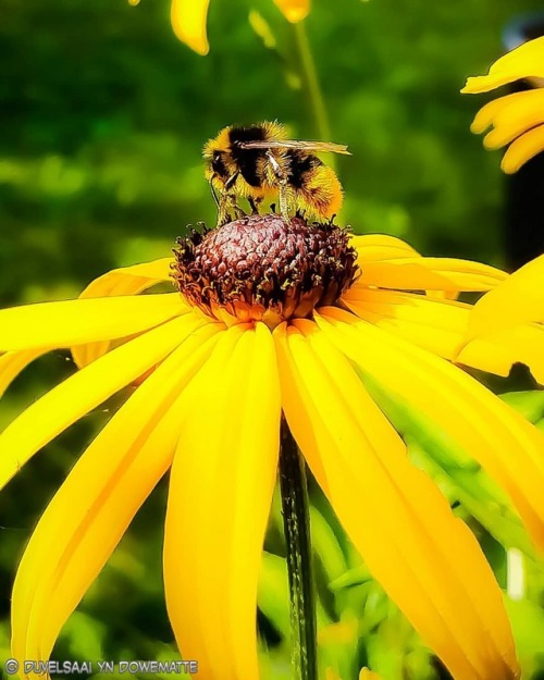 &lsquo;DINNER TIME&rsquo; #Nature #Garden #Jardin #Bee #Abeille #Honey #Miel #Flowers #Fleur