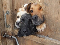 corgisandboobs:&ldquo;What’s the password?&rdquo;&ldquo;Is it… is it ‘dog’?&rdquo;*muffled meeting behind door*&ldquo;You may enter.&rdquo;