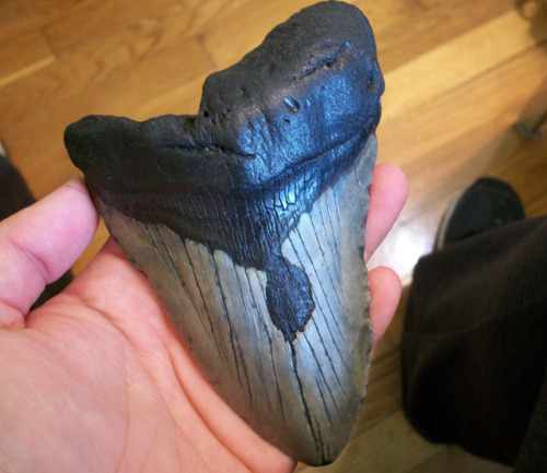 shadyufo:The person I ordered this tooth from has a rad sense of humor and it shows in their packing