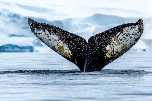 “Whale Tail” John Comisky Photography