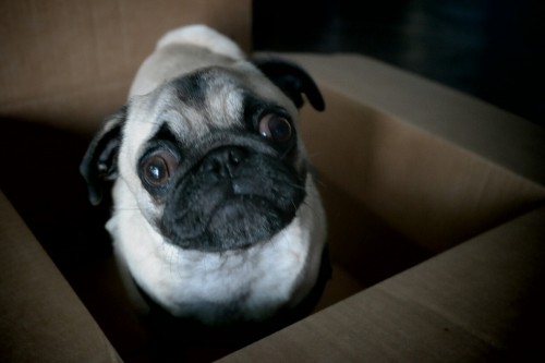 thehalfdeafgirlsdogs: Step 1: Put yo Pug in a box