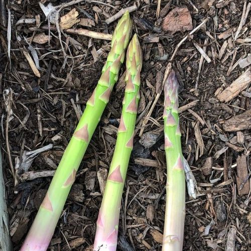 A few stragglers of asparagus pop up in our garden beds occasionally from Dave’s first attempt at gr