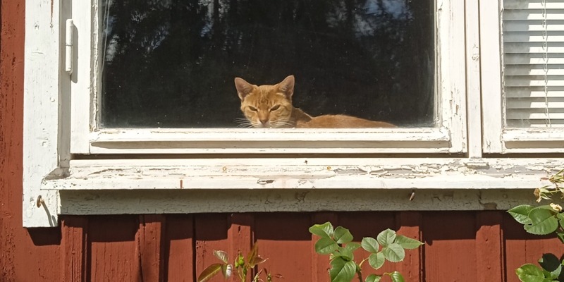 photo of my orange cat who is staring angrily out from a window