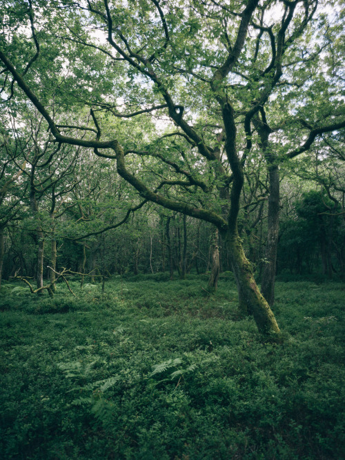 Ferns, Tracks and Oak CanopiesPhotographed by Freddie Ardley