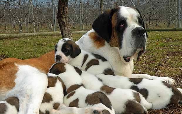 thecutestofthecute:  Saint Bernard Appreciation Post