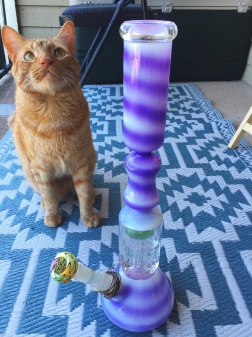 stonerparty:  meowmoksha:  Simba checking out the new bong 4/30/16   johnisinareyouin    