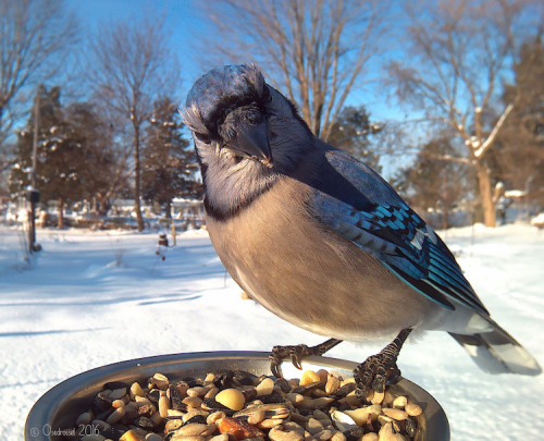 iheartvmt: artekka: blizgori: mymodernmet: Woman Sets Up Bird Feeder Photo Booth to Capture Close-Up