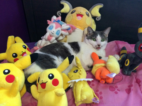 catsandkitten:  Was piling a bunch of Pokemon stuffies around my cat out of boredom, I think he&rsqu