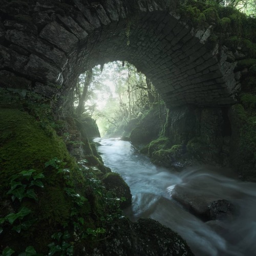 maureen2musings:Woodland realmenrico.fossati