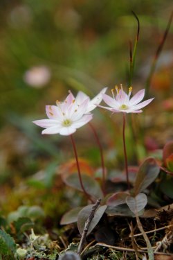 blooms-and-shrooms:  starflower by MesmerizedByNature 