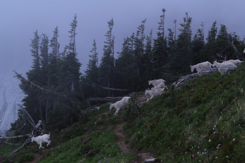 Ohanapecosh Park Goats – Billy Goats by Goat Mountain